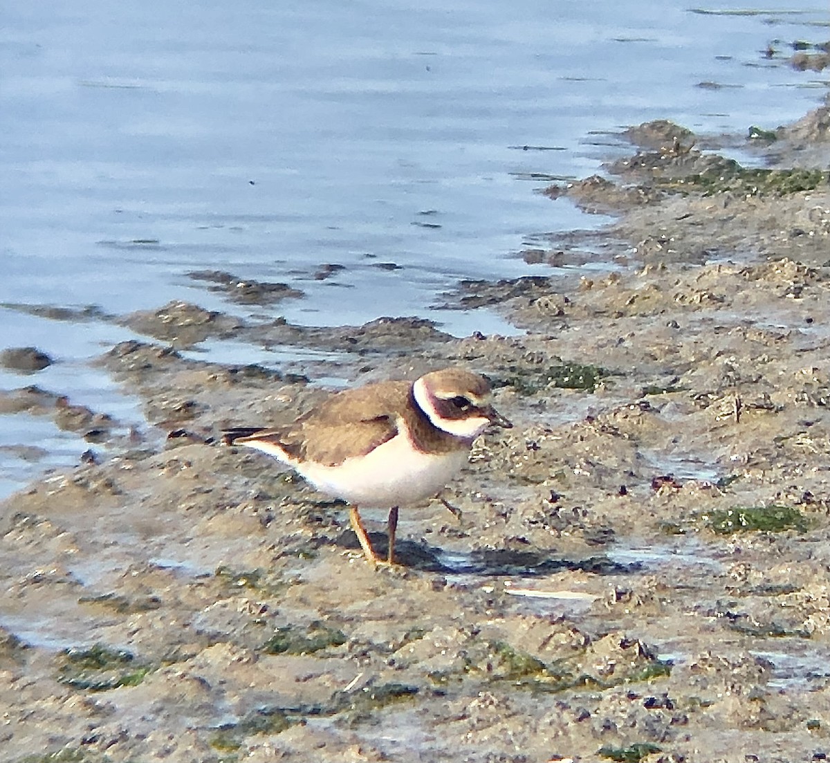 Common Ringed Plover - ML620324803