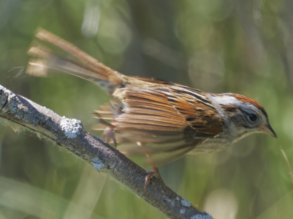 Swamp Sparrow - ML620324812