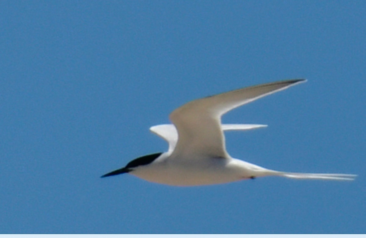 Roseate Tern - ML620324816