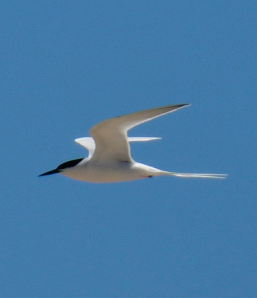 Roseate Tern - ML620324817