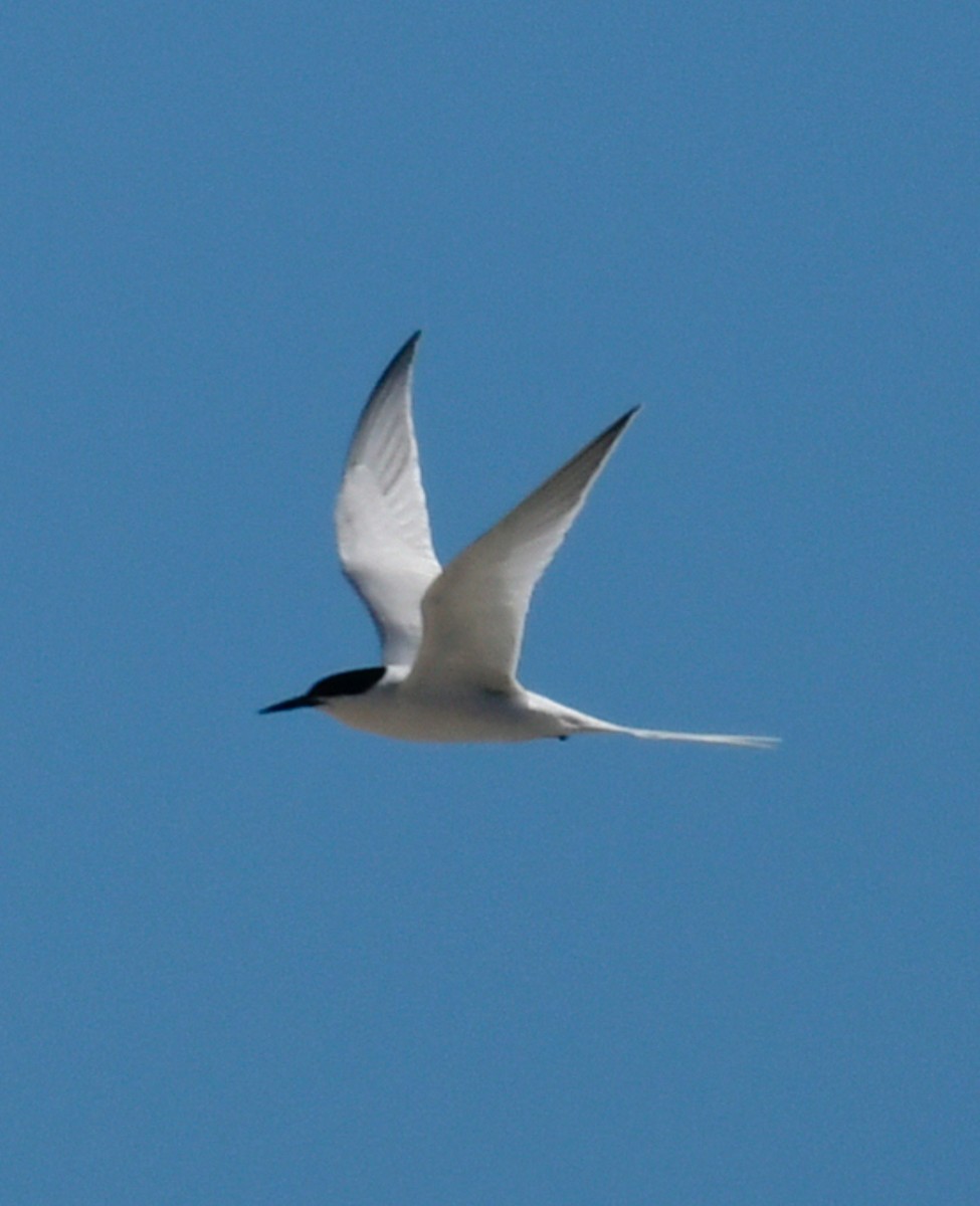 Roseate Tern - ML620324818