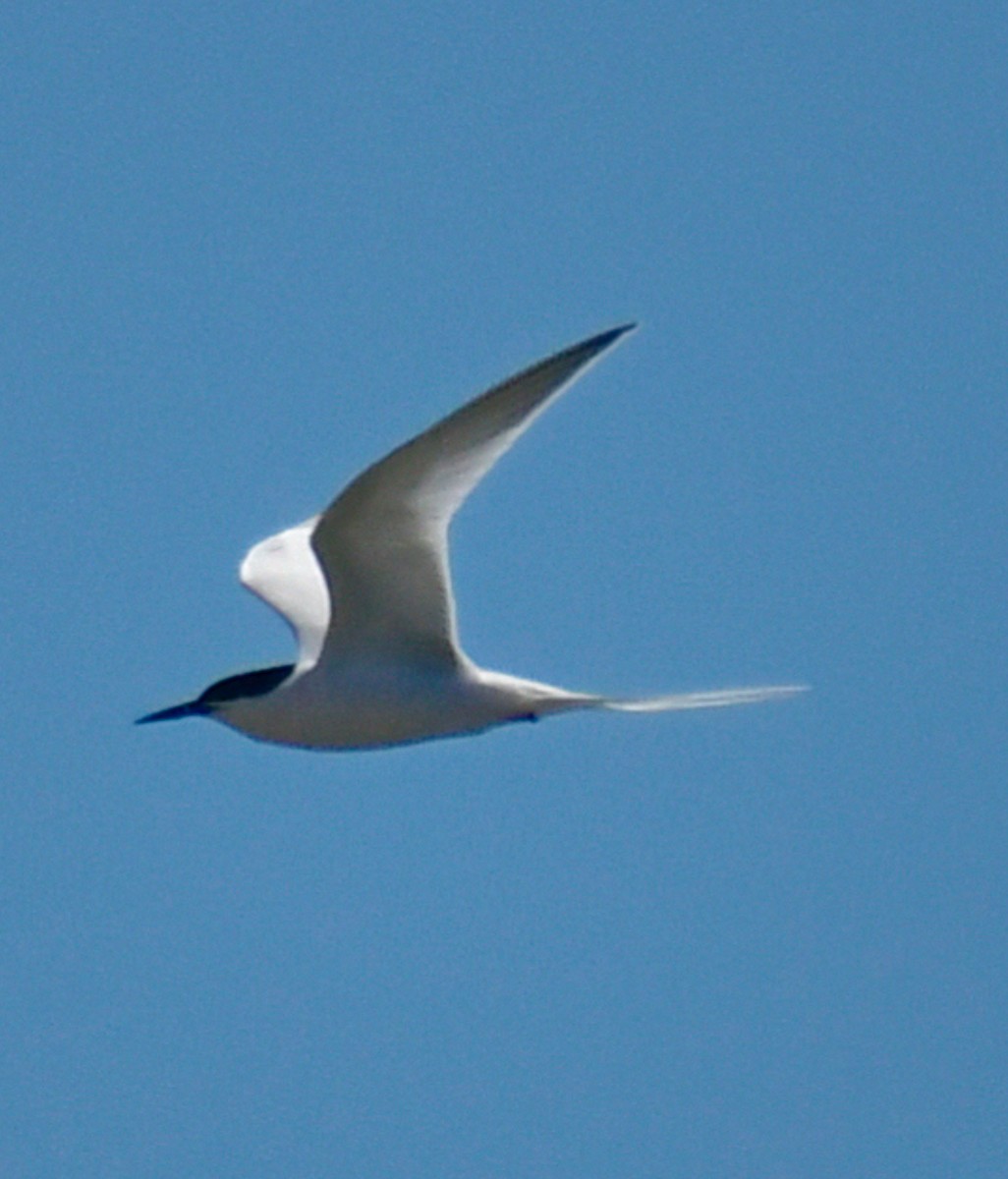 Roseate Tern - ML620324819
