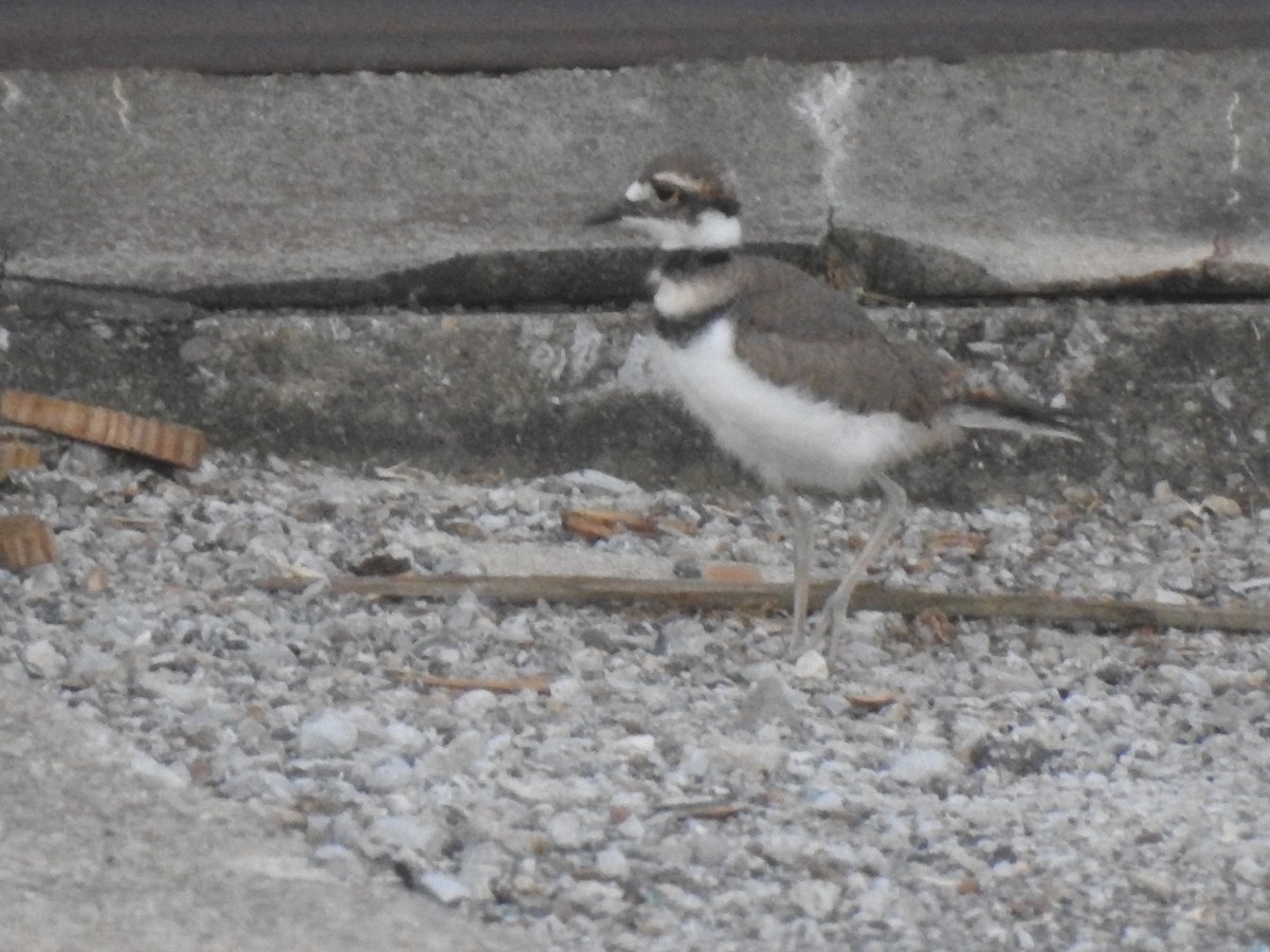 Killdeer - ML620324821