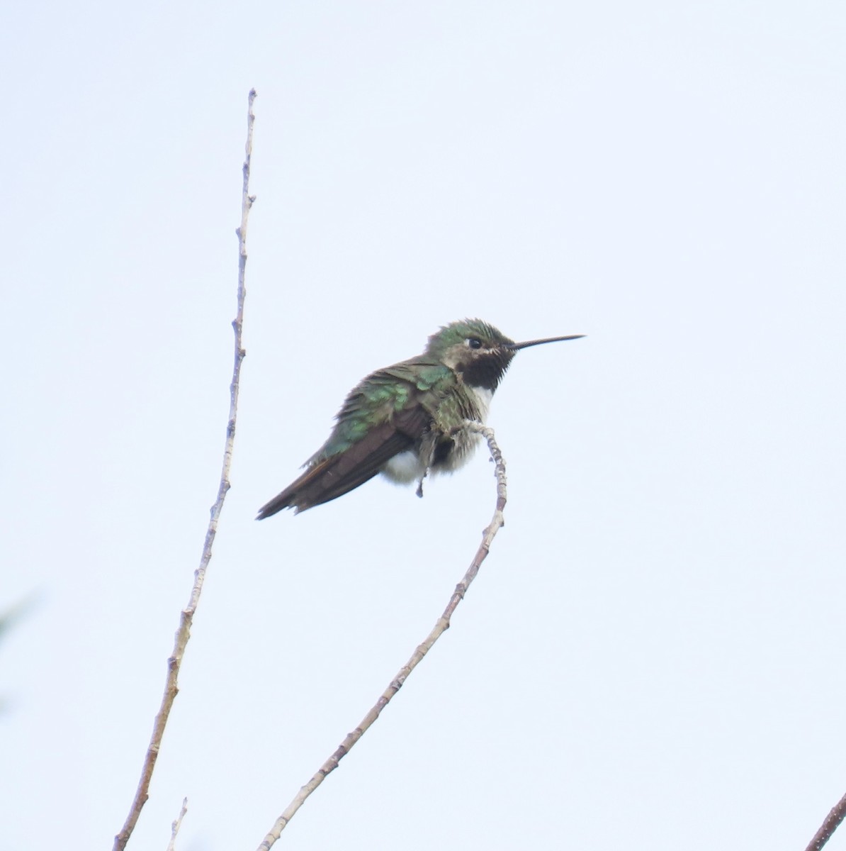 Broad-tailed Hummingbird - ML620324824