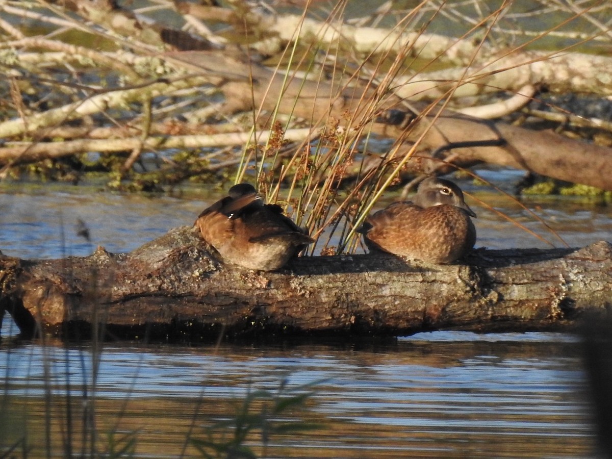 Wood Duck - ML620324834