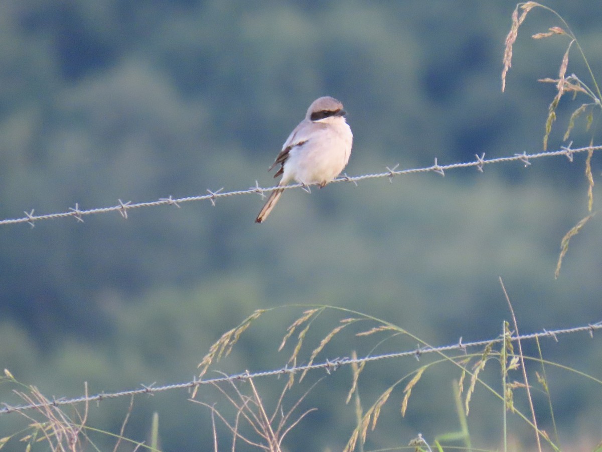 Loggerhead Shrike - ML620324842