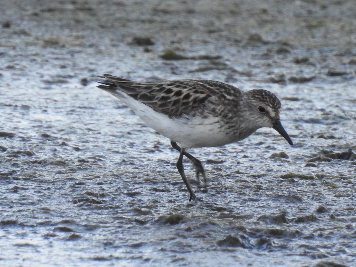 Semipalmated Sandpiper - ML620324845