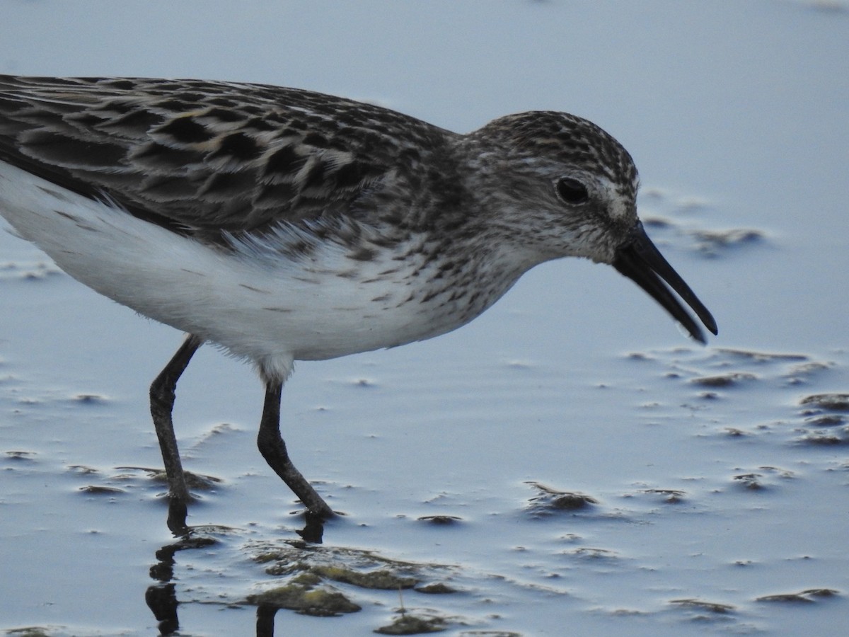 Semipalmated Sandpiper - ML620324846