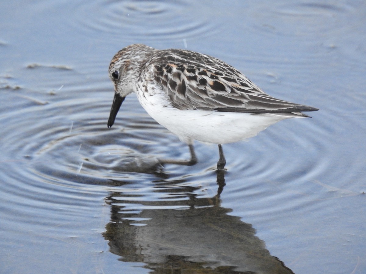 Semipalmated Sandpiper - ML620324847