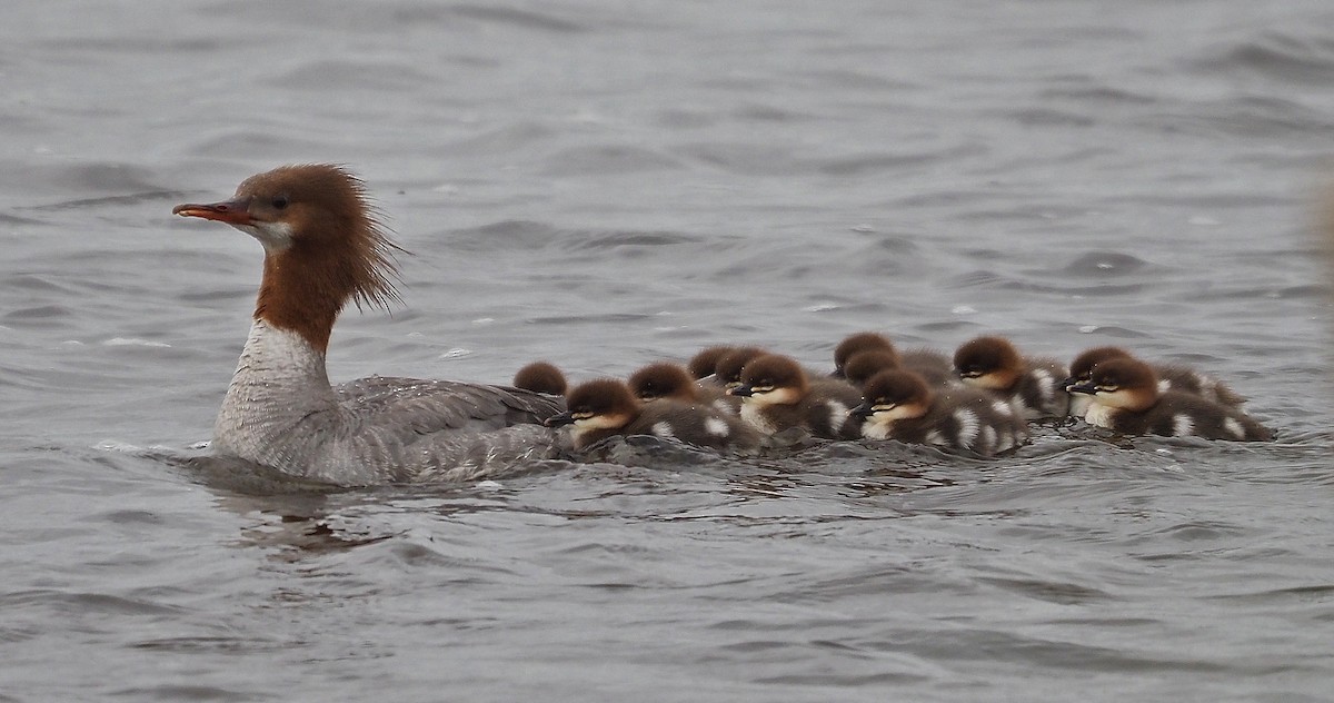 Common Merganser - ML620324848