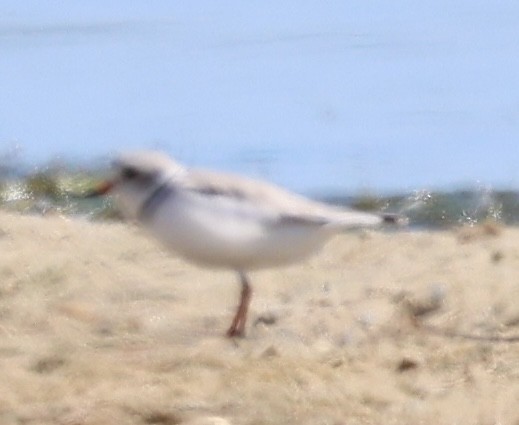 Piping Plover - ML620324855