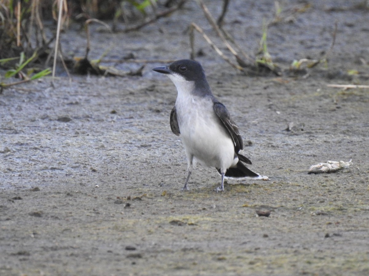 Eastern Kingbird - ML620324857