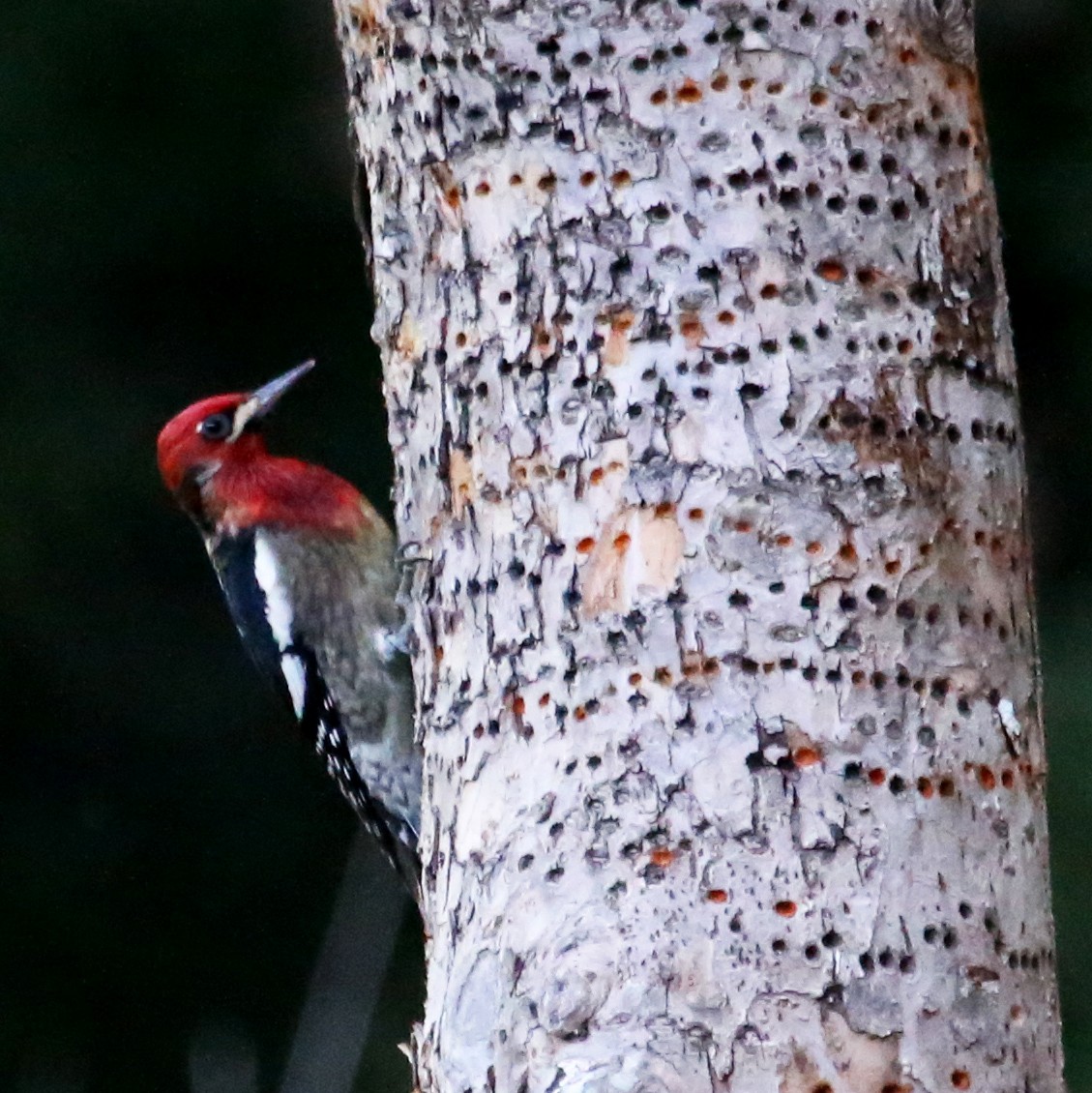 Red-breasted Sapsucker - ML620324859