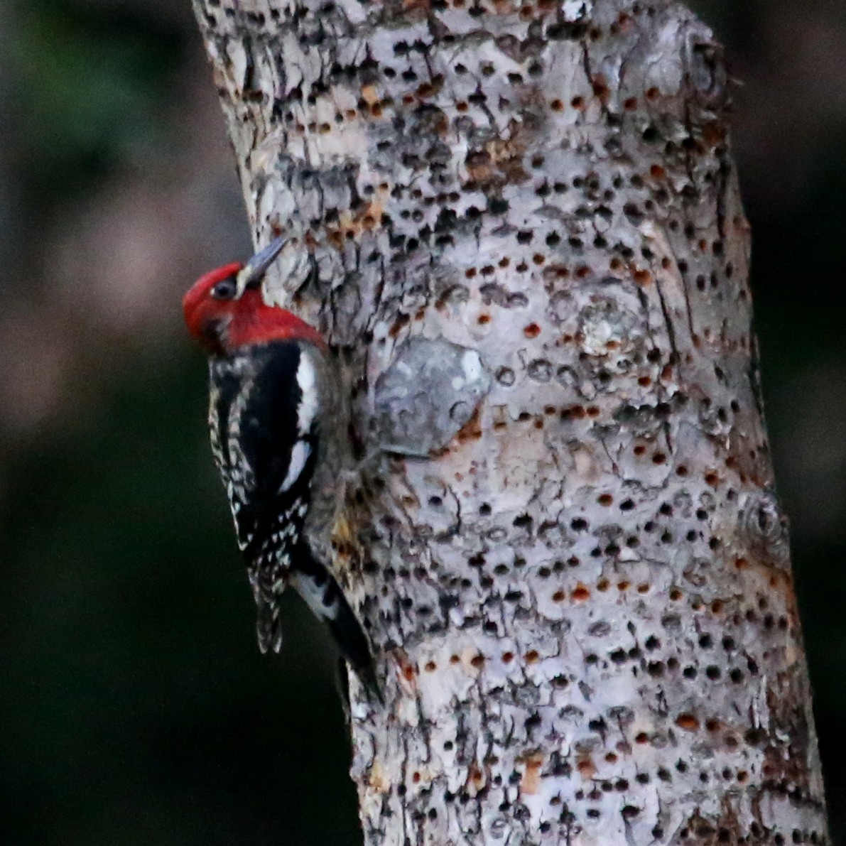 Red-breasted Sapsucker - ML620324860