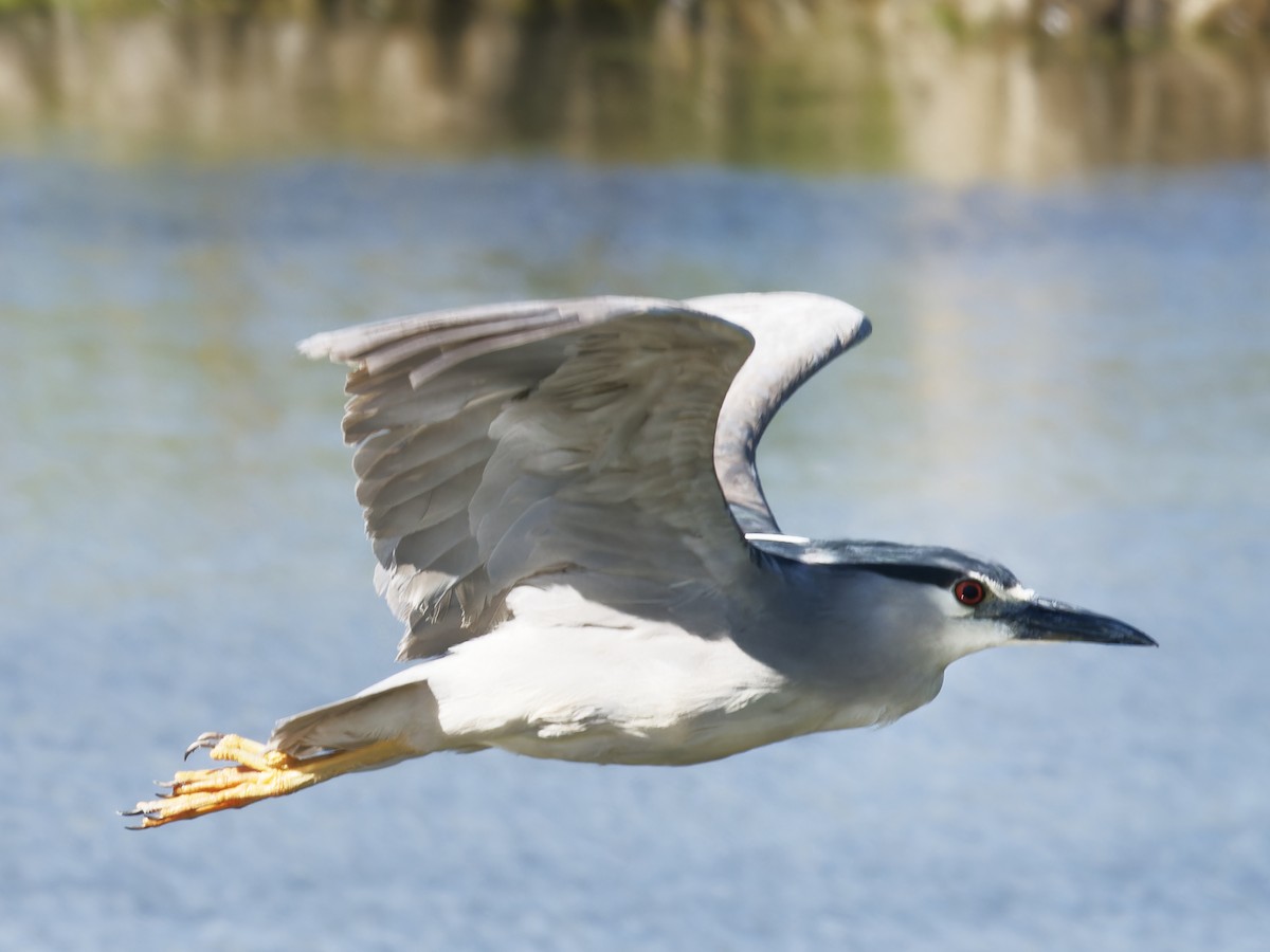 Black-crowned Night Heron - ML620324863