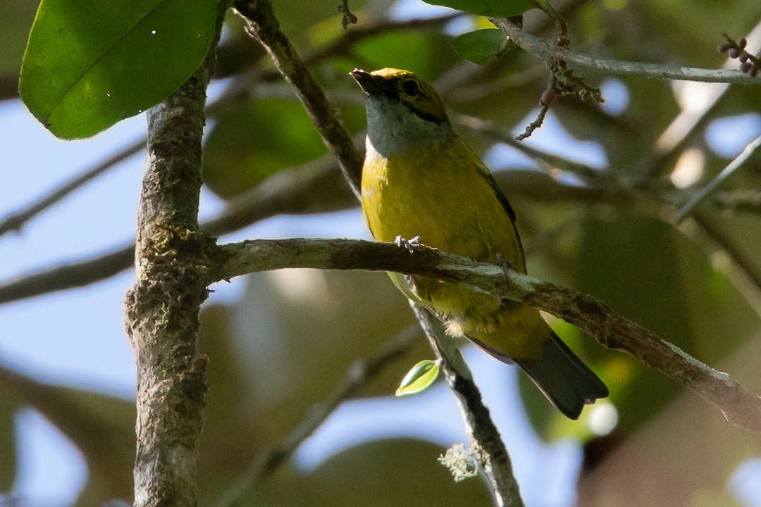 Silver-throated Tanager - ML620324864