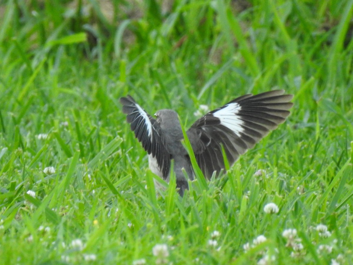 Northern Mockingbird - ML620324869