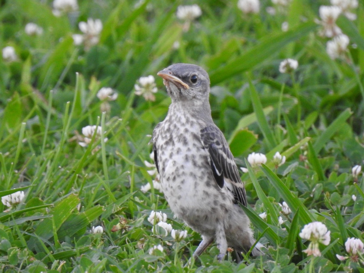 Northern Mockingbird - ML620324871