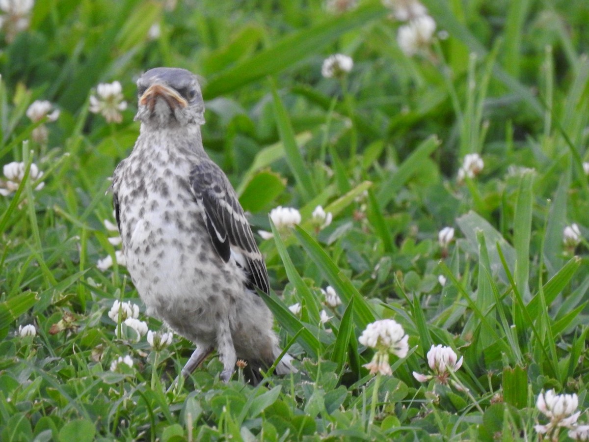 Northern Mockingbird - ML620324872