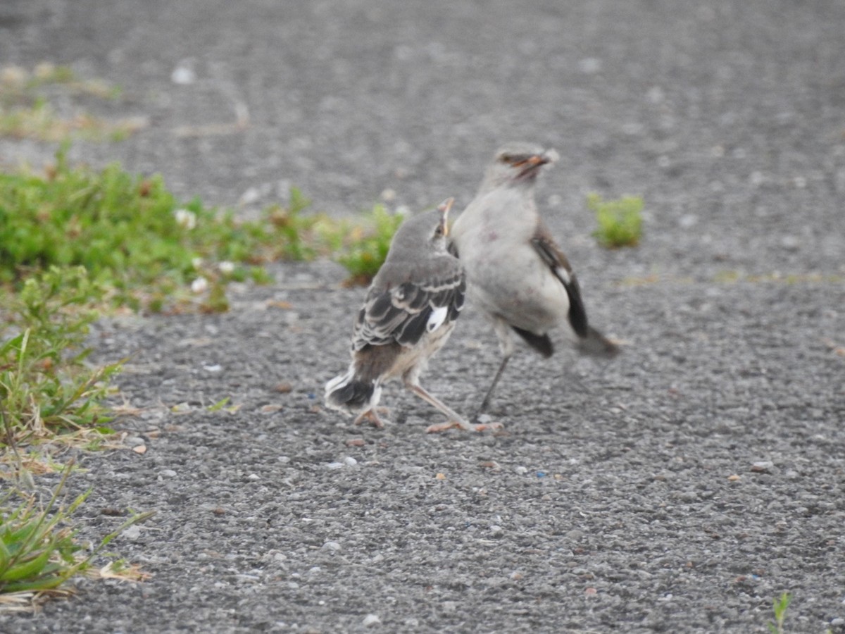 Northern Mockingbird - ML620324873