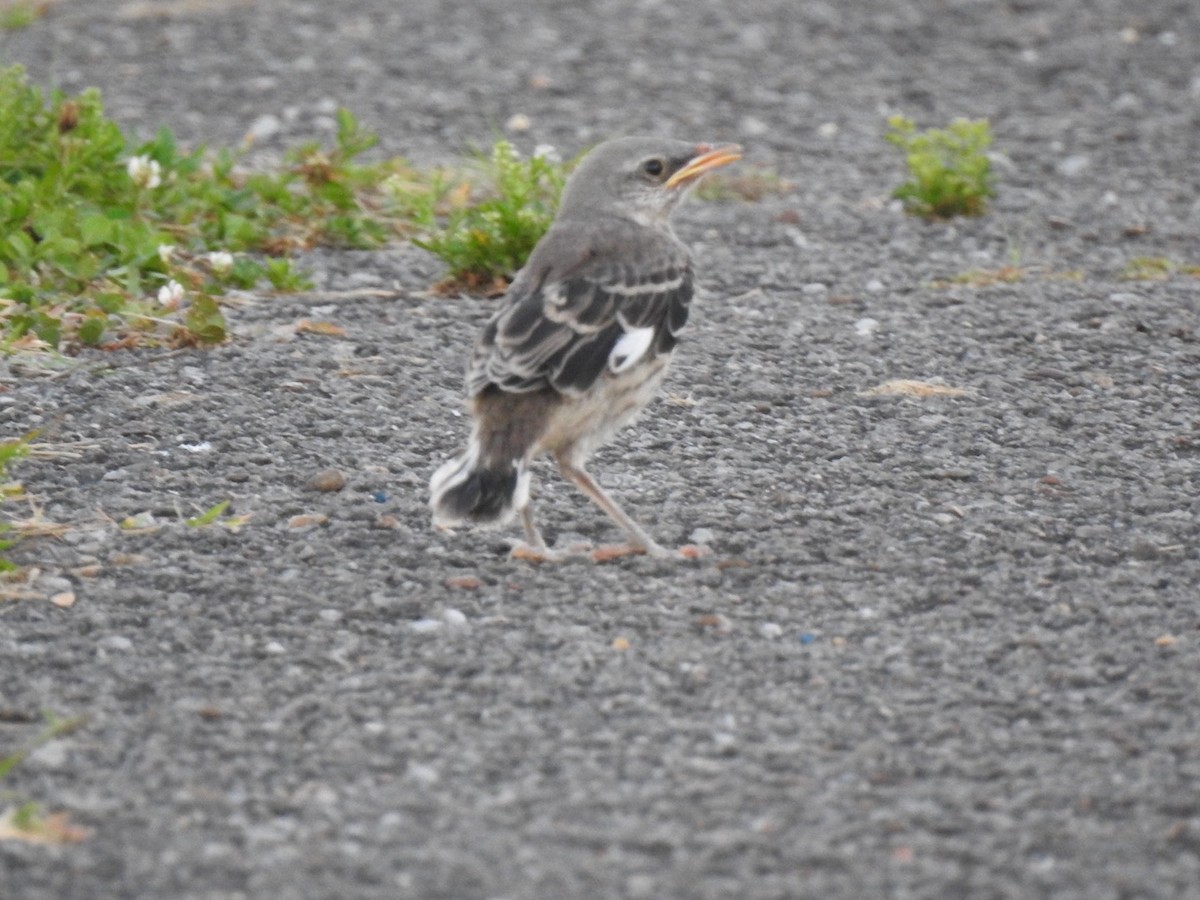 Northern Mockingbird - ML620324874