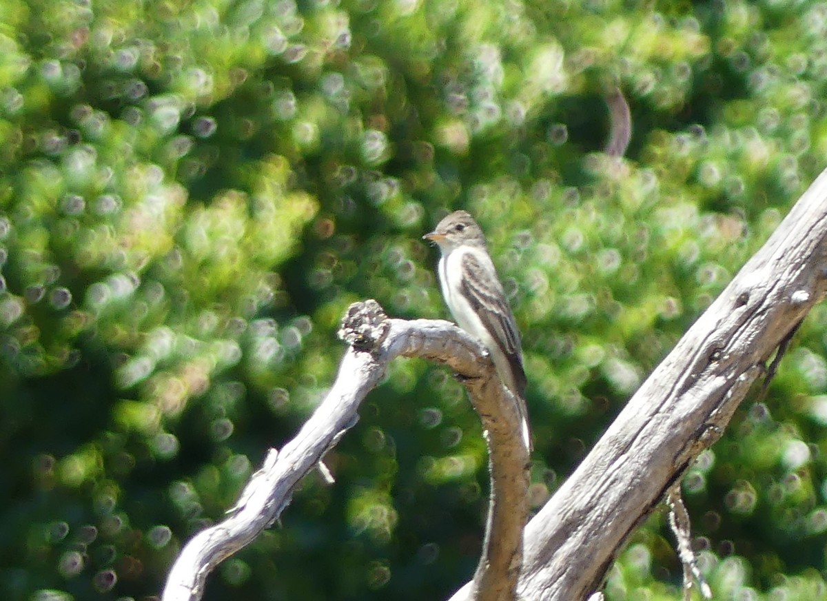 Eastern Wood-Pewee - ML620324875