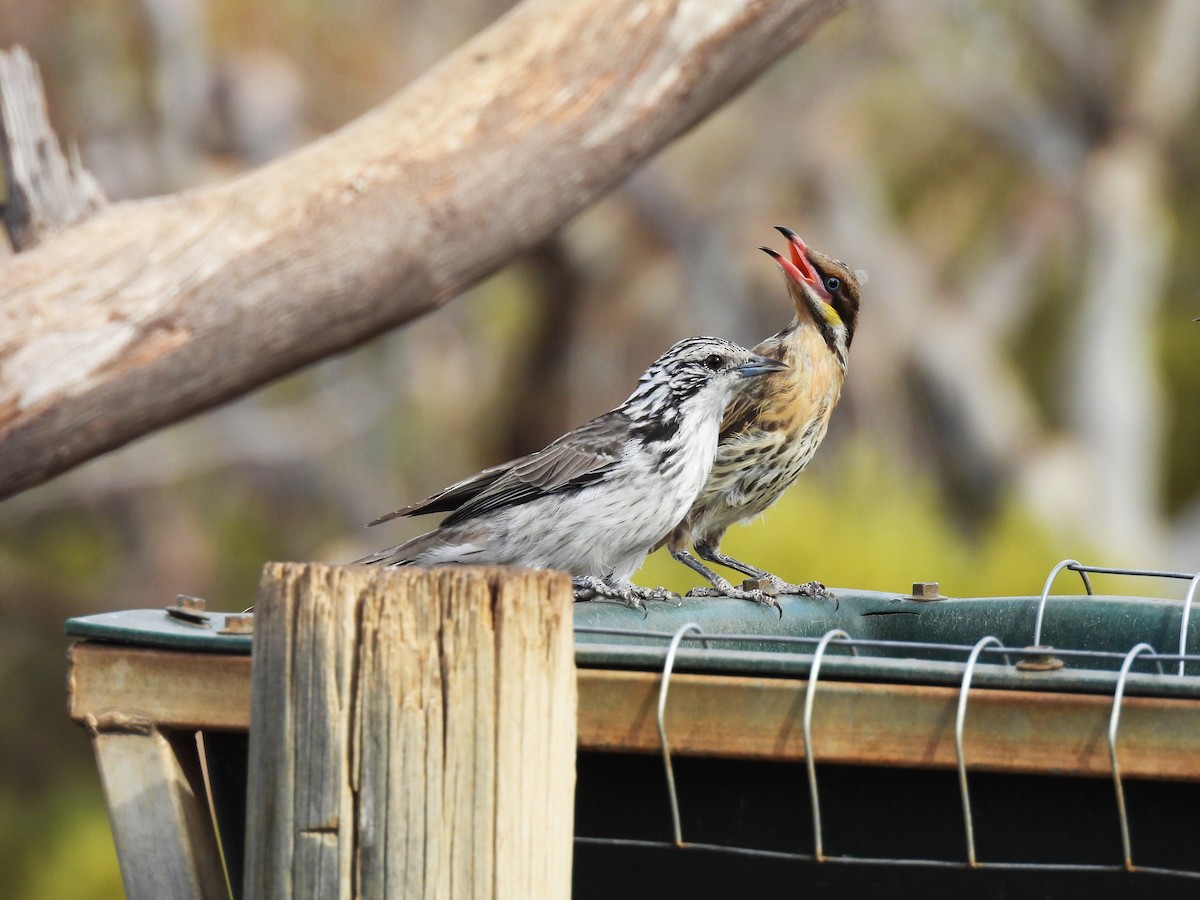 Striped Honeyeater - ML620324876