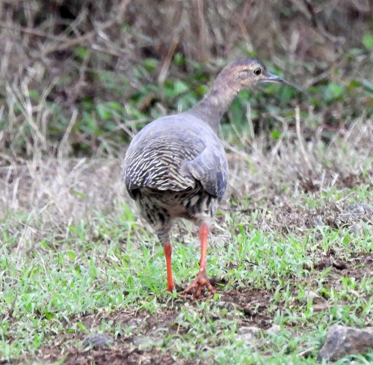 Tinamou cannelle - ML620324882