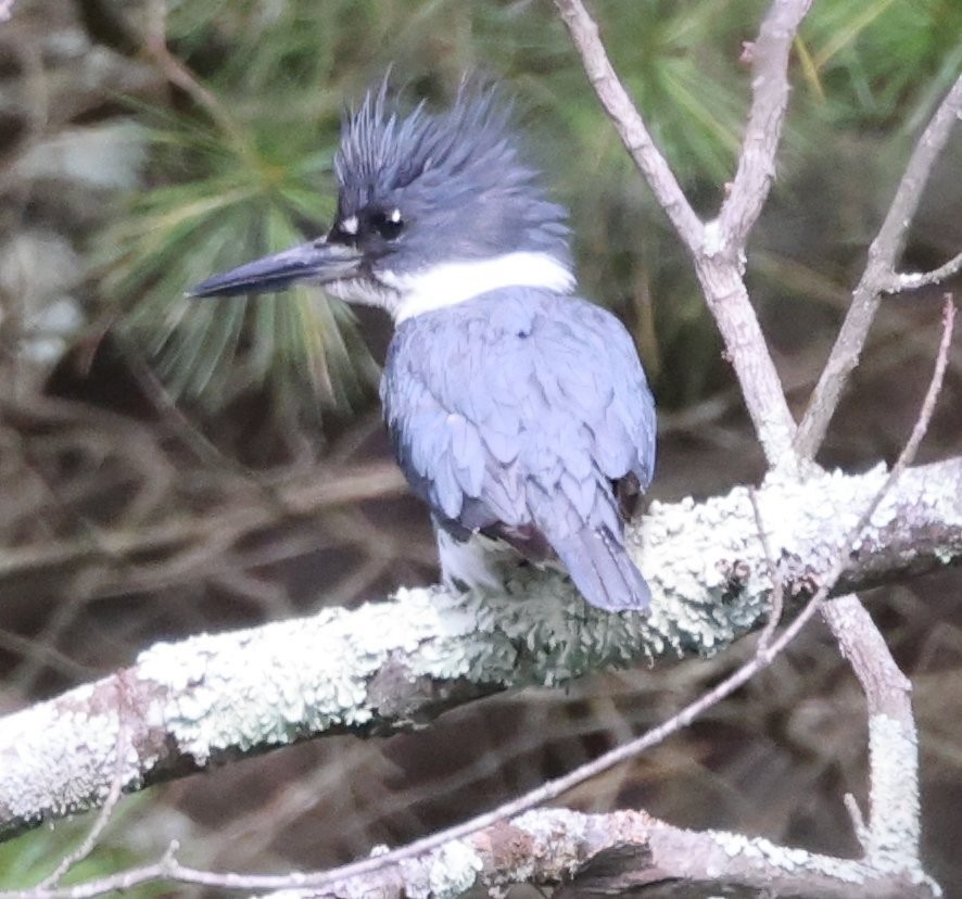 Belted Kingfisher - ML620324884