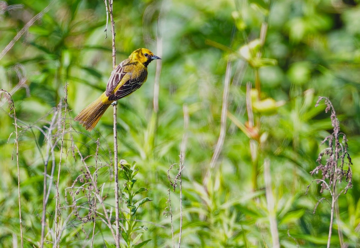 Orchard Oriole - ML620324891