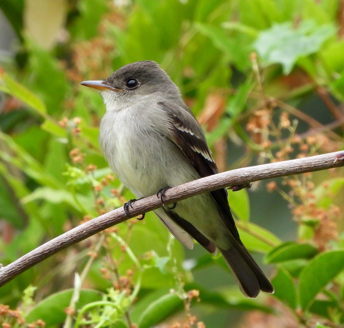 Western/Eastern Wood-Pewee - ML620324896