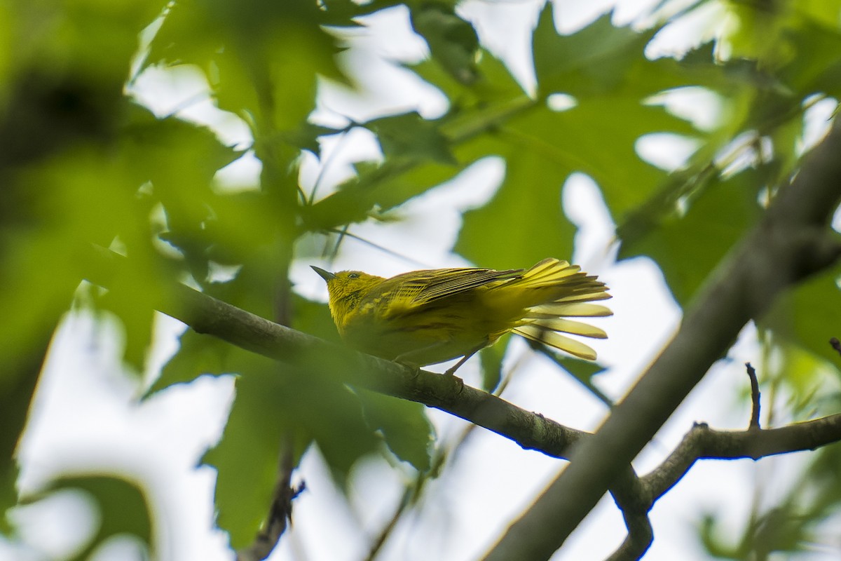 Paruline jaune - ML620324898