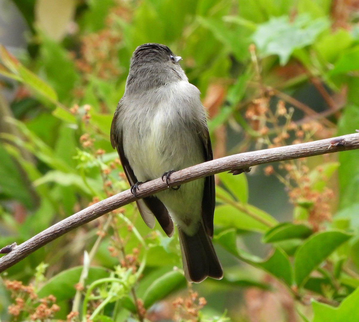 Western/Eastern Wood-Pewee - ML620324900