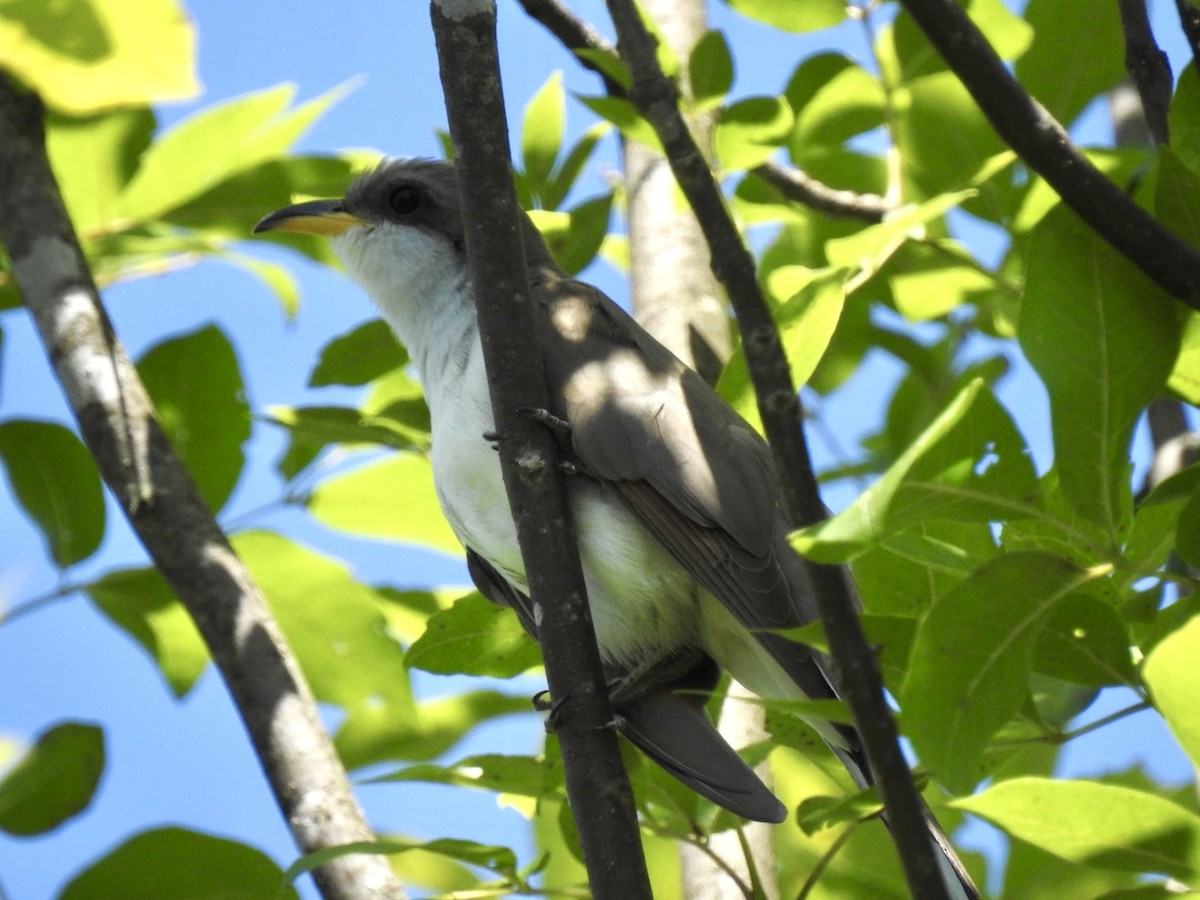 Yellow-billed Cuckoo - ML620324903