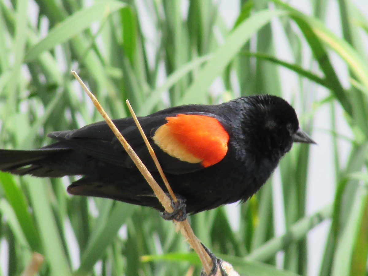 Red-winged Blackbird - ML620324905