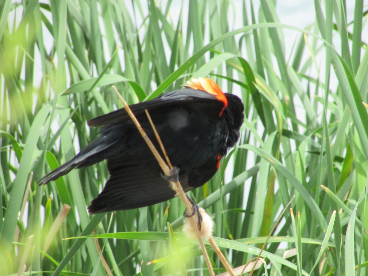 Red-winged Blackbird - ML620324906