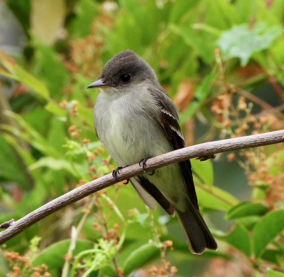 Western/Eastern Wood-Pewee - ML620324907