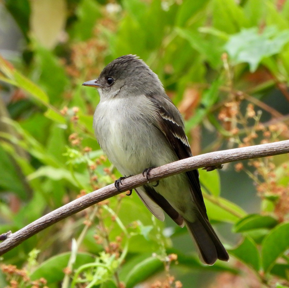 Western/Eastern Wood-Pewee - ML620324910