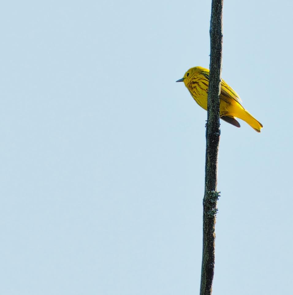 Yellow Warbler - ML620324912