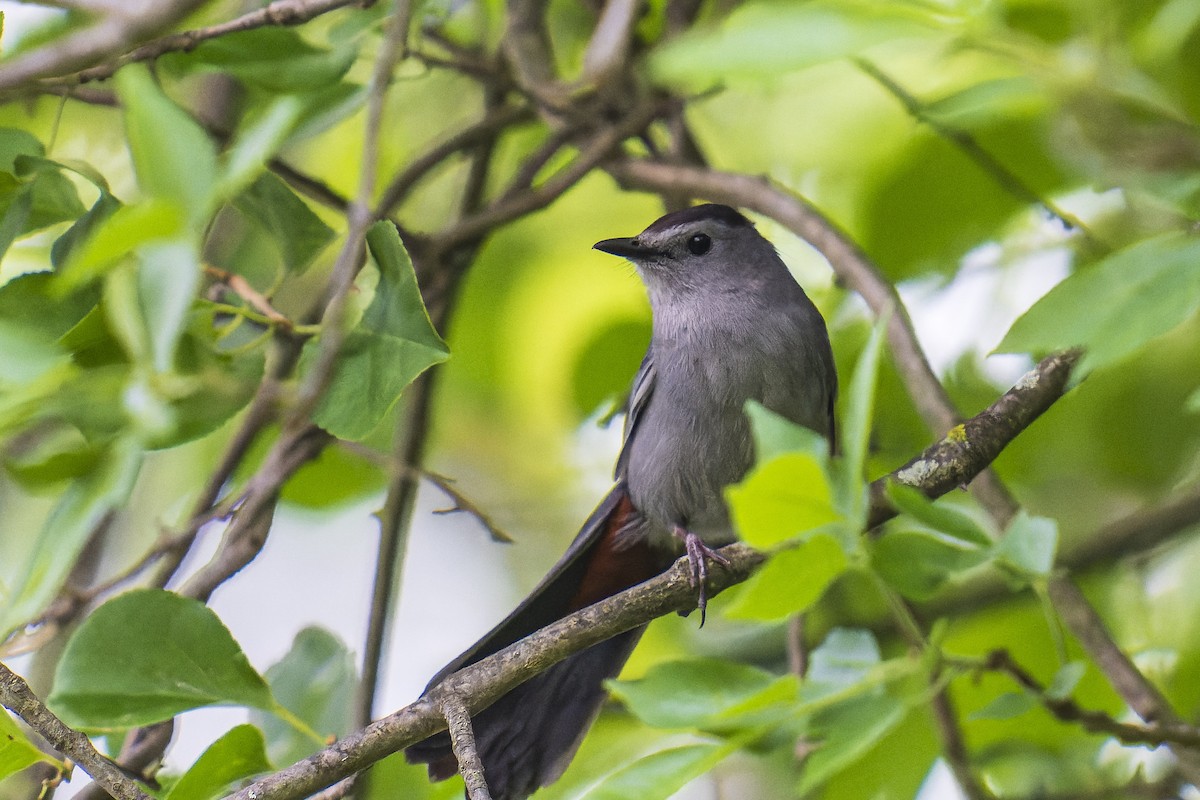 Gray Catbird - ML620324913