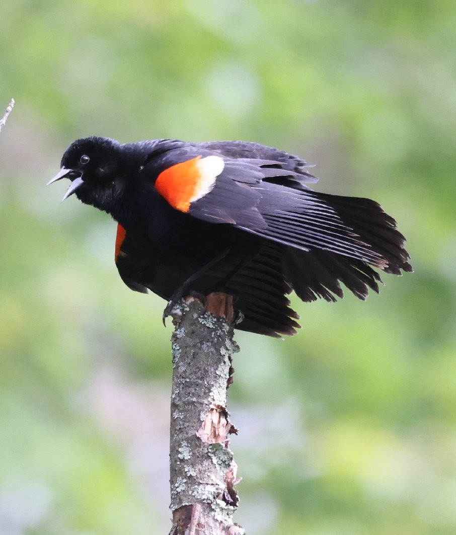 Red-winged Blackbird (Red-winged) - ML620324914