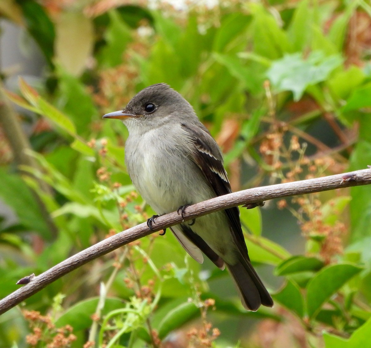 Western/Eastern Wood-Pewee - ML620324919