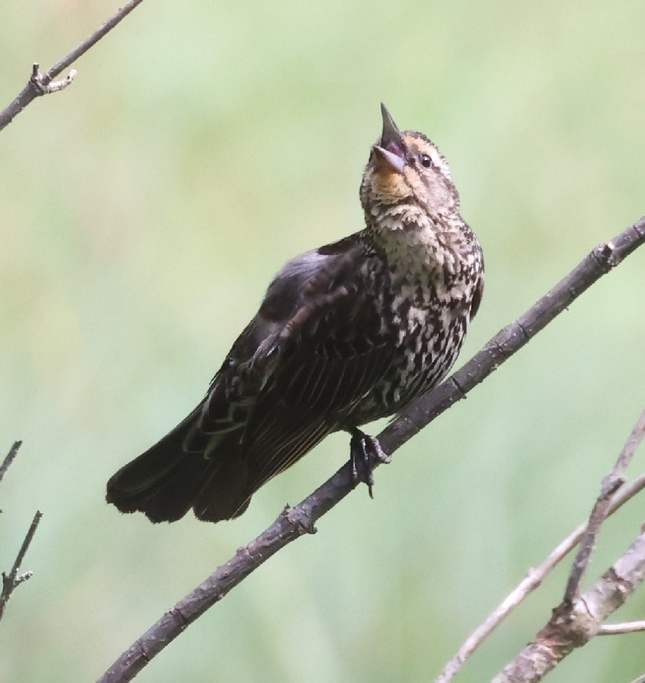 Red-winged Blackbird (Red-winged) - ML620324921