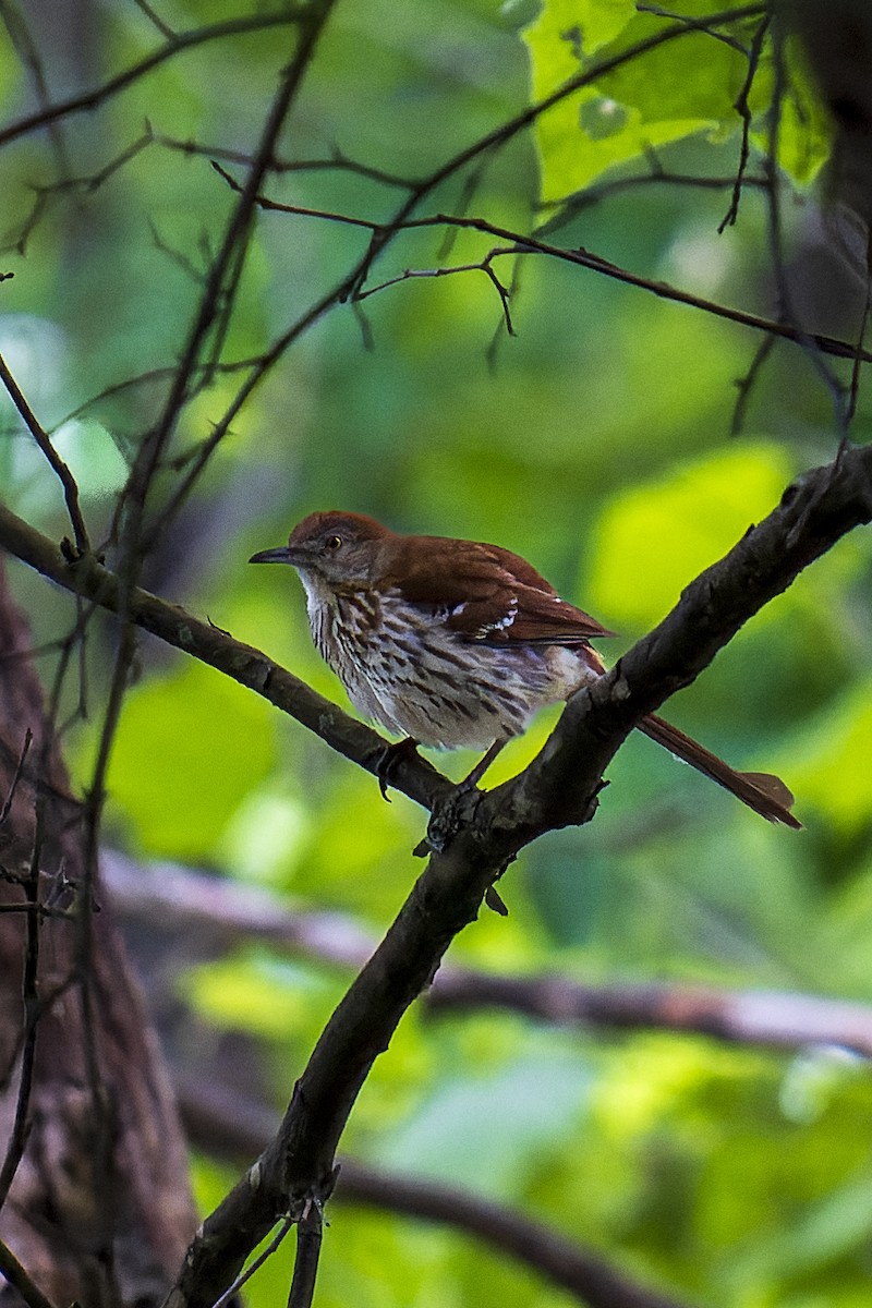 Brown Thrasher - ML620324926