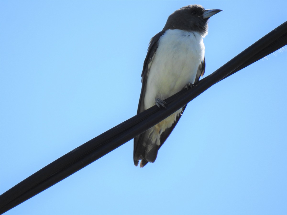 White-breasted Woodswallow - ML620324930