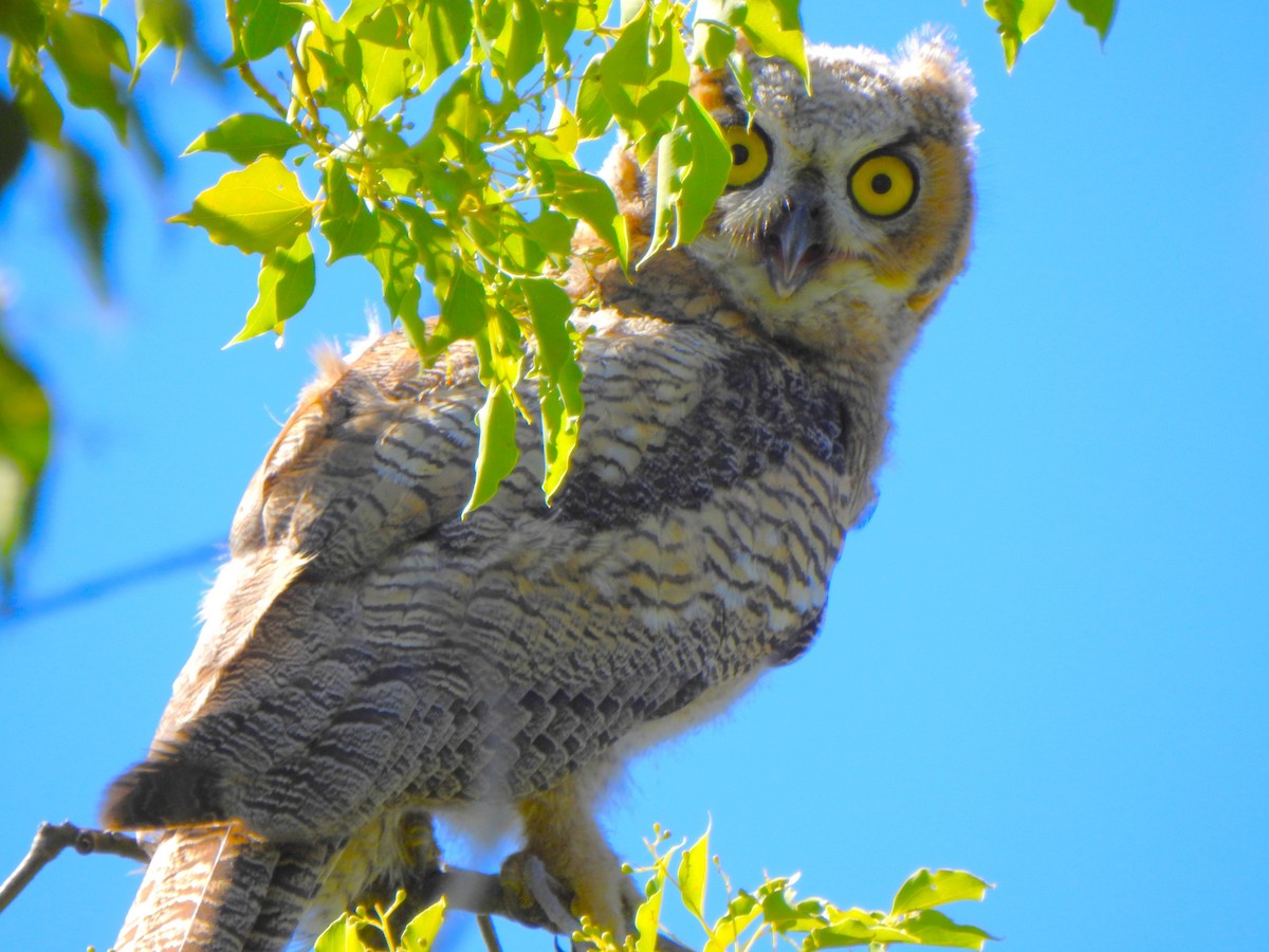 Great Horned Owl - ML620324935