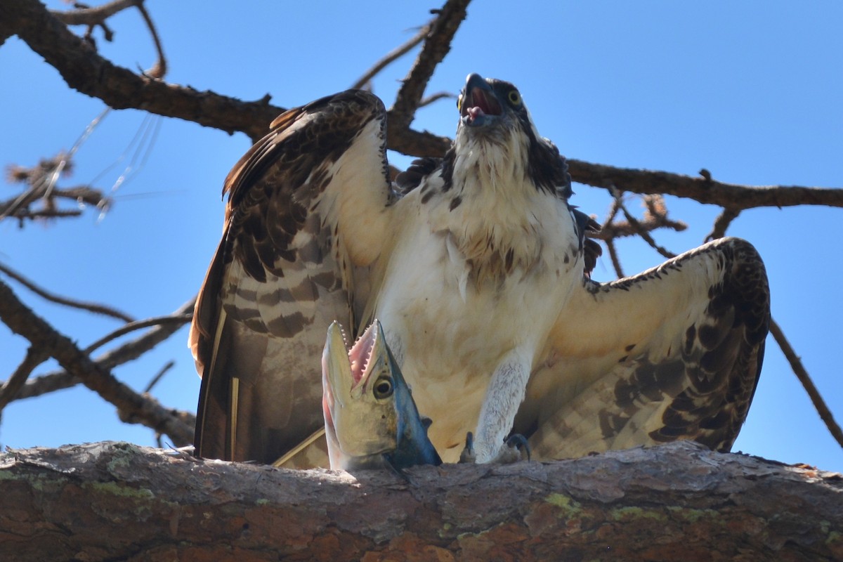 Águila Pescadora - ML620324936