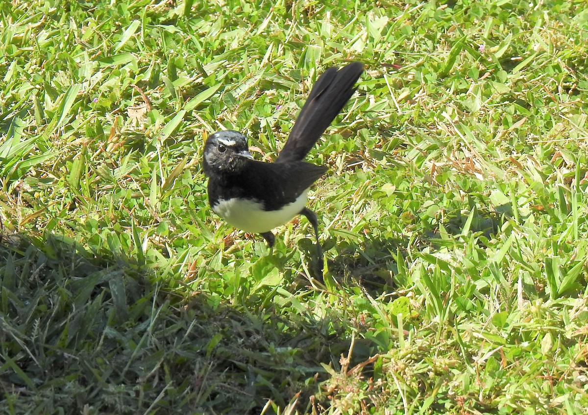 Willie-wagtail - ML620324942