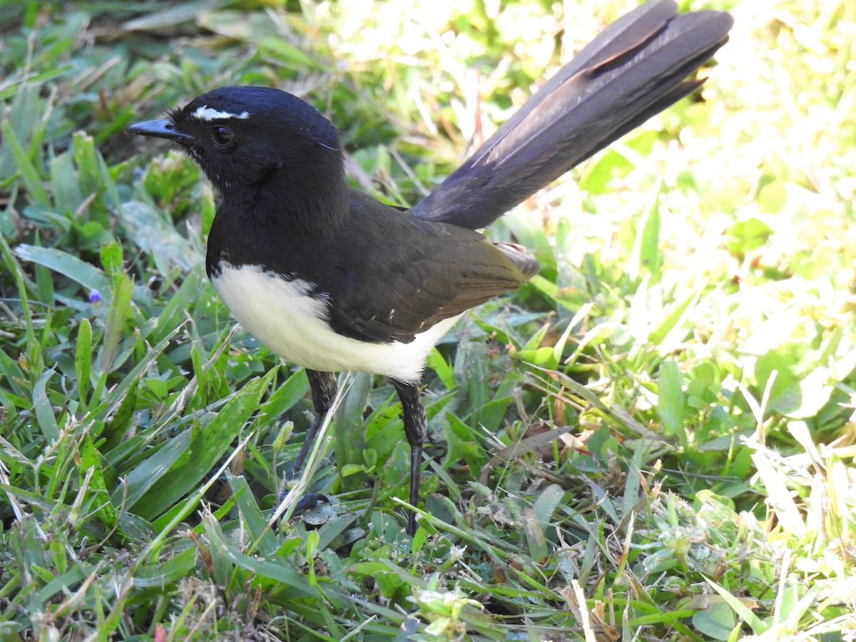 Willie-wagtail - ML620324946