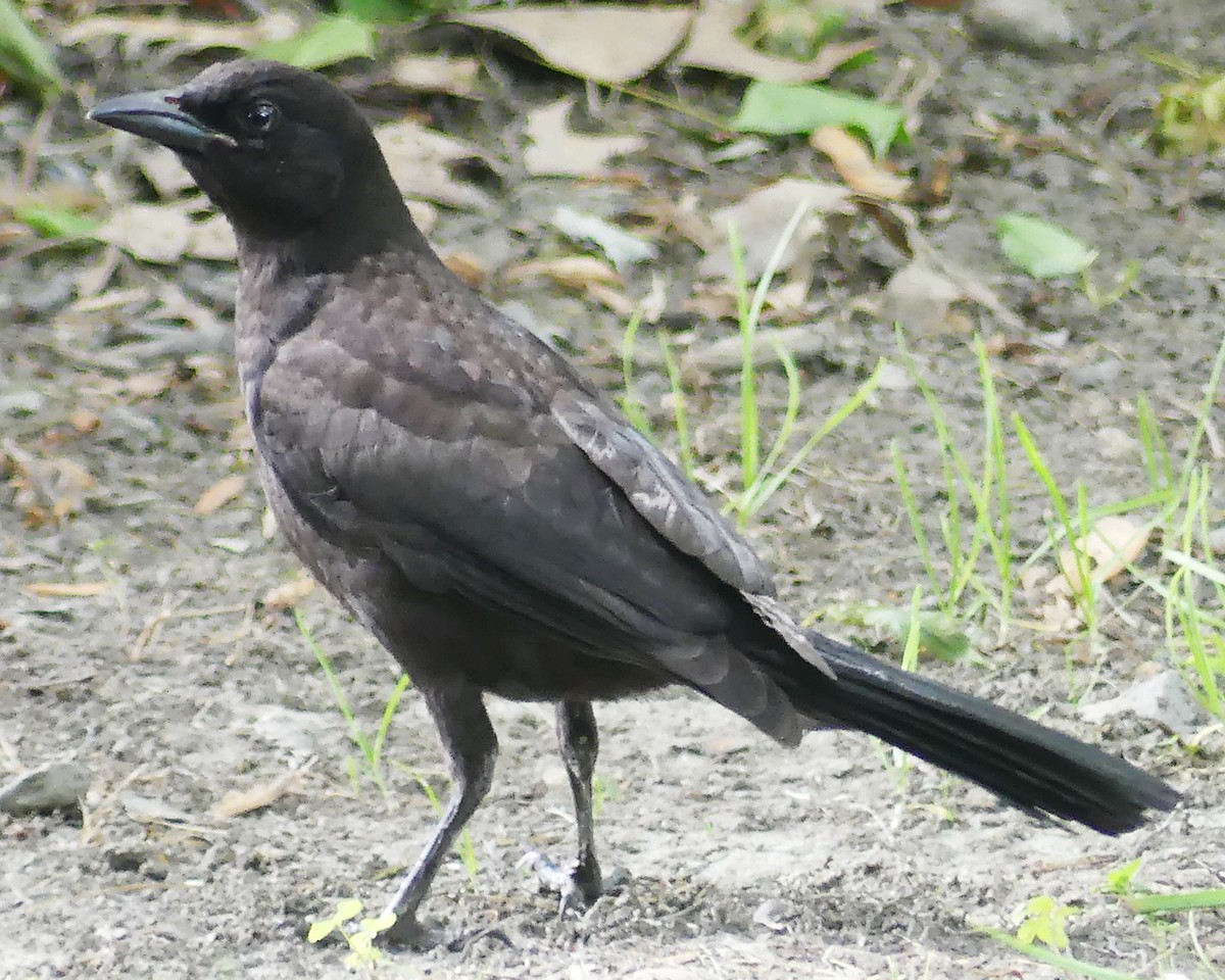 Common Grackle - ML620324953